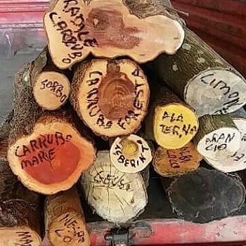 LEGNO PER TORNITURA E INTAGLIO --- PREZZO SECONDO MISURA ED ESSENZA