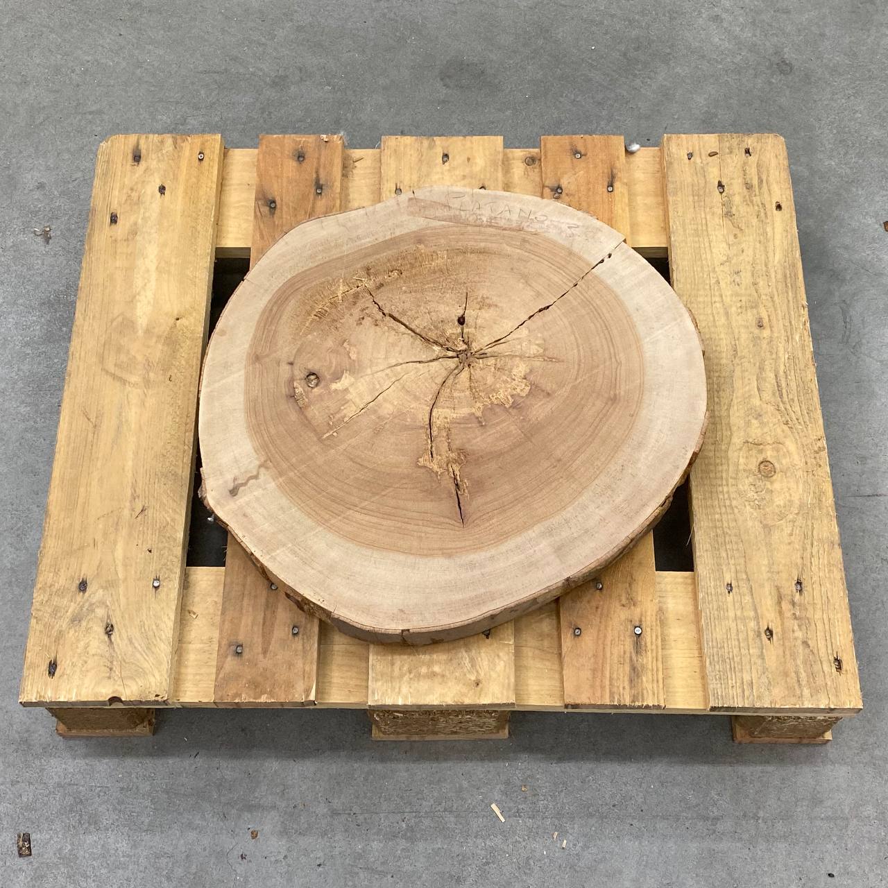 FETTA TRONCO PLATANO D50 SP 5CM 