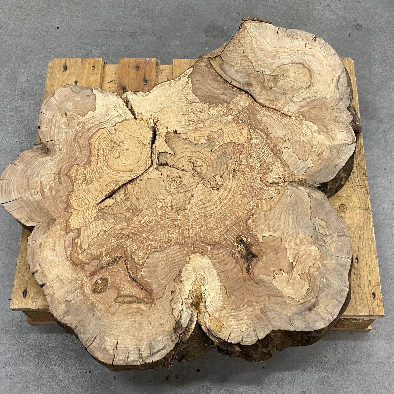 FETTA TRONCO FAGGIO D83/90 SP 7,5CM 