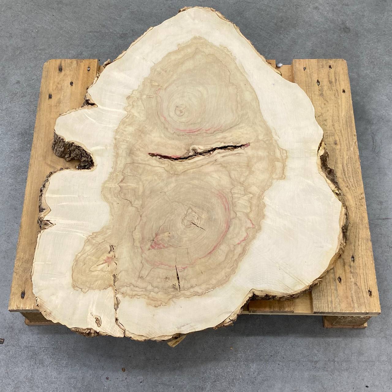 FETTA TRONCO ACERO NEGUNDO D60/80 SP 6CM