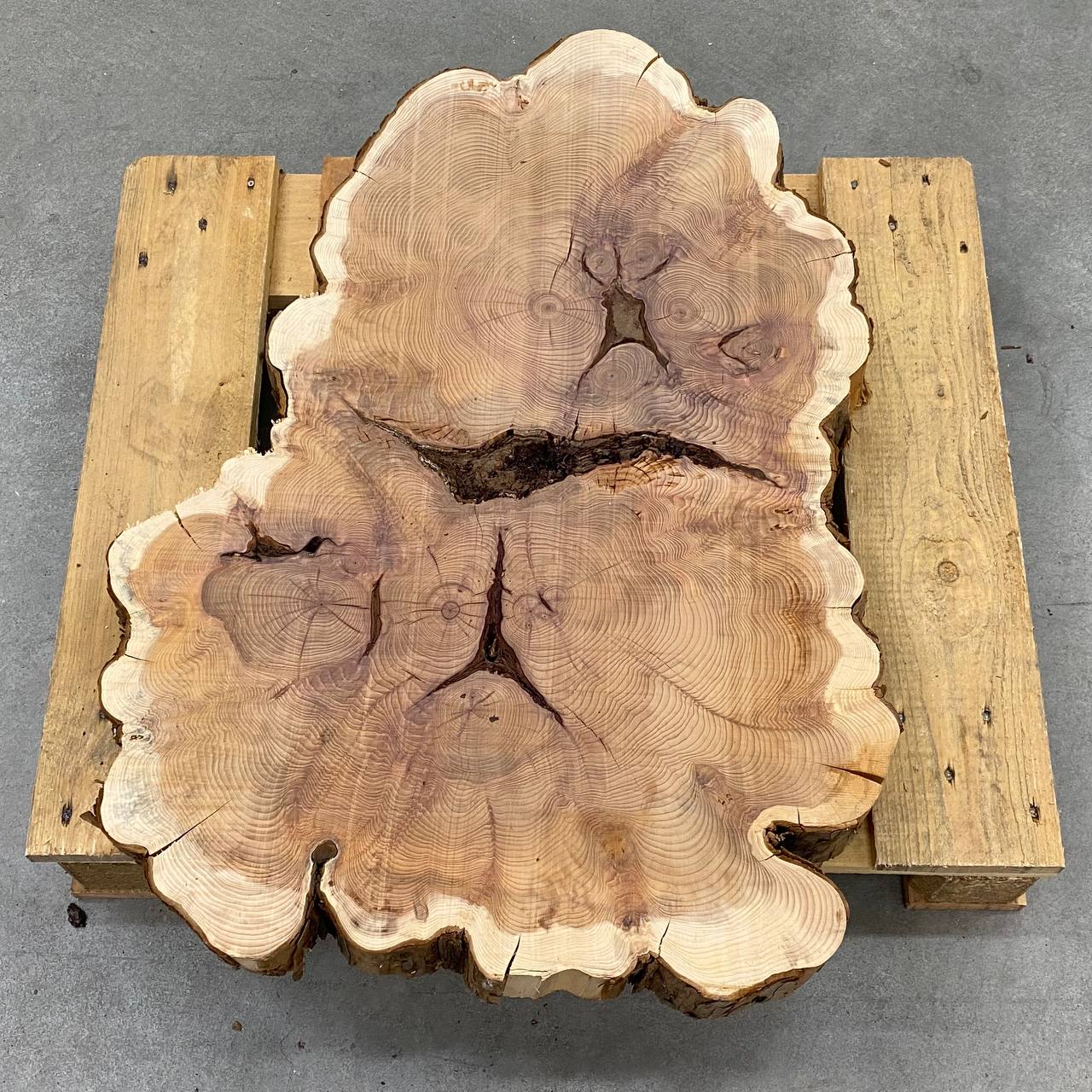 FETTA TRONCO TASSO D60/85 SP 8CM