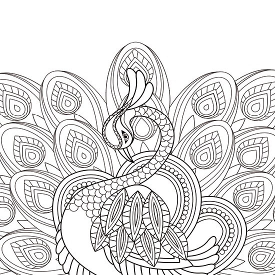 TELA PAVONE 400X300X35MM   